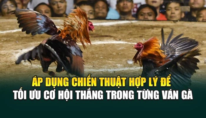 Áp dụng chiến thuật hợp lý để tối ưu cơ hội thắng trong từng ván gà