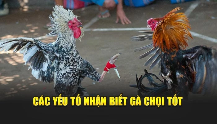 Các yếu tố nhận biết gà chọi tốt