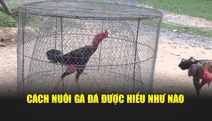 Cách nuôi gà đá được hiểu như nào