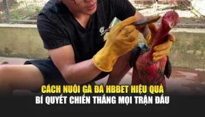 Cách Nuôi Gà Đá HBBET Hiệu Quả – Bí Quyết Chiến Thắng Mọi Trận Đấu