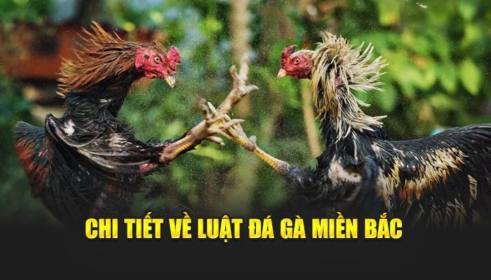 Chi tiết về luật đá gà miền Bắc