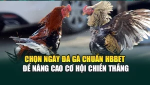 Chọn Ngày Đá Gà Chuẩn HBBET Để Nâng Cao Cơ Hội Chiến Thắng