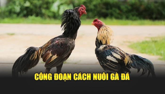 Công đoạn cách nuôi gà đá