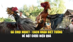 Gà Chọi HBBET - Cách Nhận Biết Tướng Để Đặt Cược Hiệu Quả