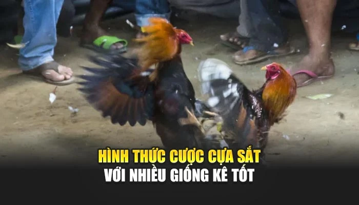 Hình thức cược cựa sắt với nhiều giống kê tốt