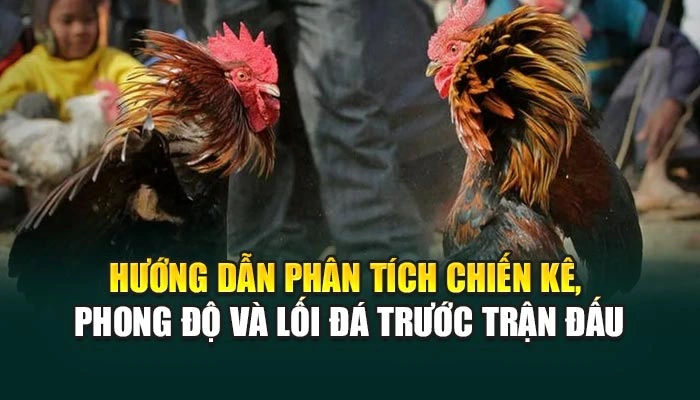 Hướng dẫn phân tích chiến kê, phong độ và lối đá trước trận đấu