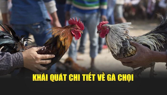 Khái quát chi tiết về gà chọi