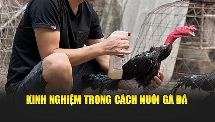 Kinh nghiệm trong cách nuôi gà đá