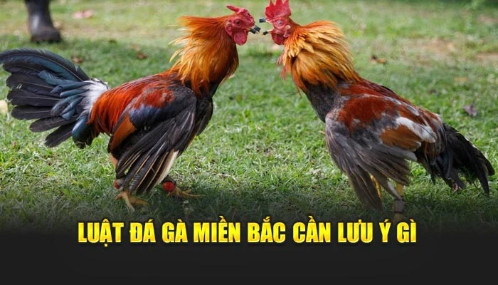 Luật đá gà miền Bắc cần lưu ý gì