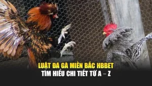 Luật Đá Gà Miền Bắc HBBET Tìm hiểu Chi Tiết Từ A – Z