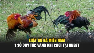 Luật Đá Gà Miền Nam - 1 Số Quy Tắc Vàng Khi Chơi Tại HBBET