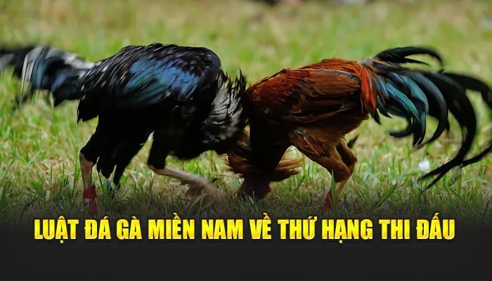 Luật đá gà miền Nam về thứ hạng thi đấu