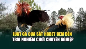Luật Gà Cựa Sắt HBBET Đem Đến Trải Nghiệm Chơi Chuyên Nghiệp