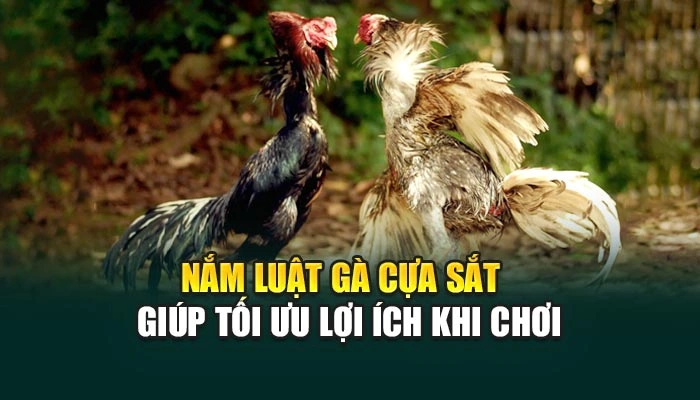 Nắm luật gà cựa sắt giúp tối ưu lợi ích khi chơi