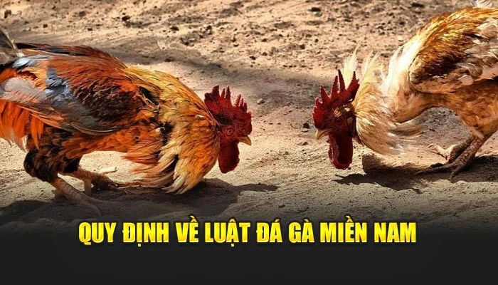 Quy định về luật đá gà miền Nam
