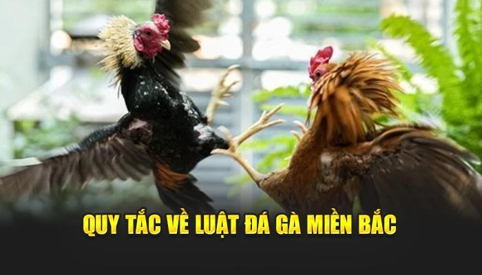 Quy tắc về luật đá gà miền Bắc