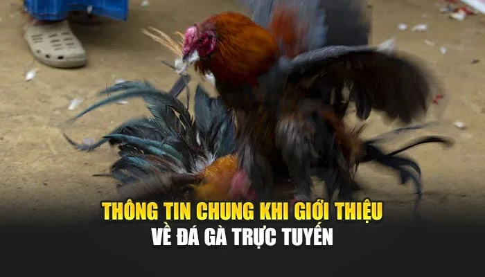 Thông tin chung khi giới thiệu về đá gà trực tuyến