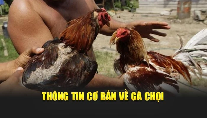 Thông tin cơ bản về gà chọi